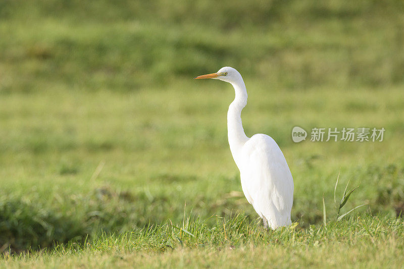 白鹭或大白鹭(Ardea alba)在一个秋天日落的田野。